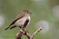 Ширококлювая мухоловка фото (Muscicapa dauurica) - изображение №2508 onbird.ru.<br>Источник: www.ontfin.com